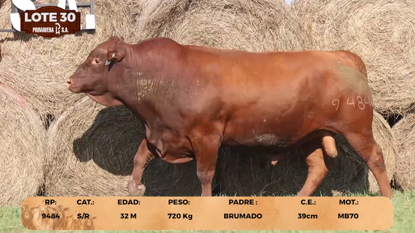 Lote LOTE 30