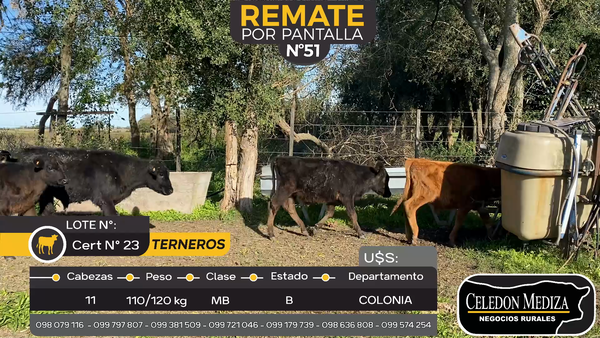 Lote 11 Terneros en La Horqueta, Colonia