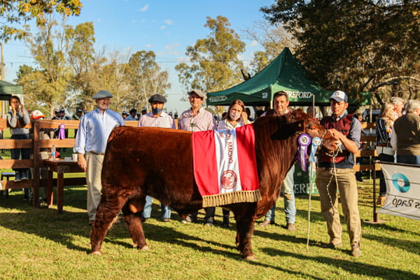 Lote Toro Shorthorn Cabaña Doña Angelica RP1