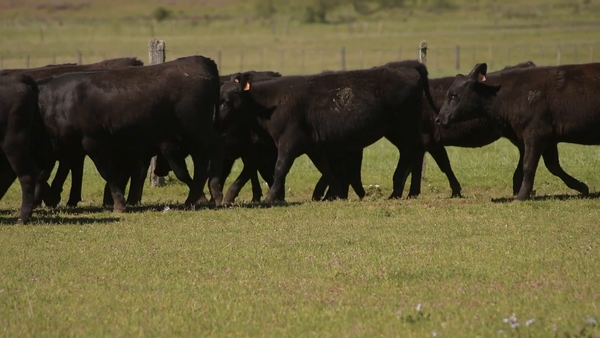 Lote 14 Vaquillonas negras