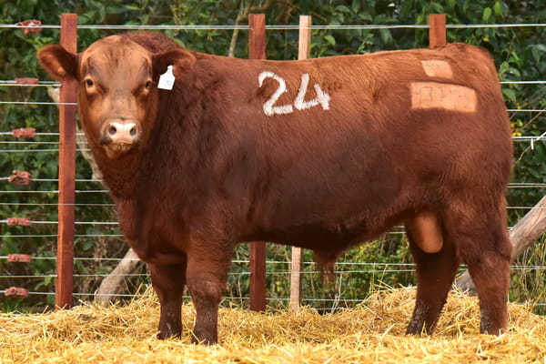 43795 — TOROS ANGUS PC