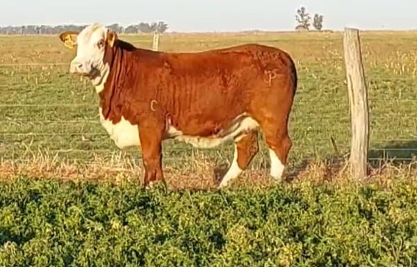 Lote CABAÑA DON JOSE