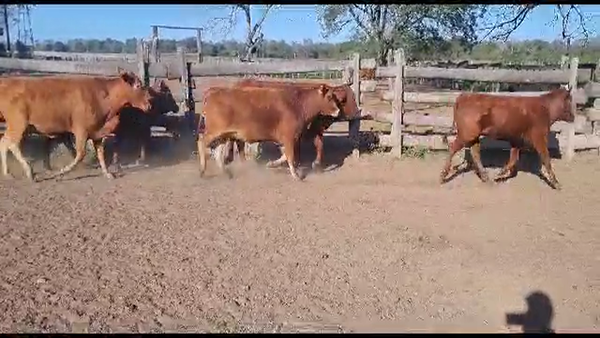 Lote VAQUILLONAS PREÑADAS