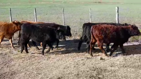 Lote (Vendido)8 Terneras AA 180kg -  en EL CHILENO