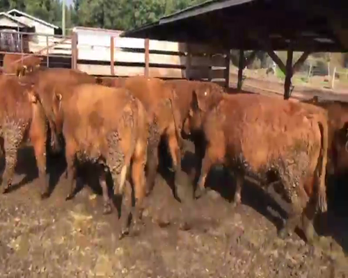 Lote 40 Novillo Gordo en Los Ángeles, VIII Región Biobío