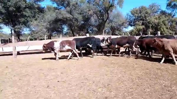 Lote 100 Terneros en Monte Quemado, Santiago del Estero