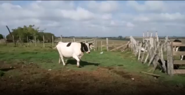 Lote 2 Vaca en San José