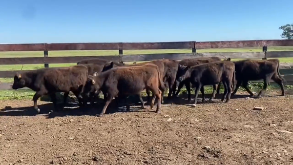 Lote Terneras