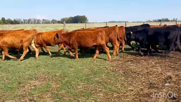 Lote 55 Terneros/as