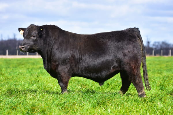 Lote TORO PEDIGREE H507