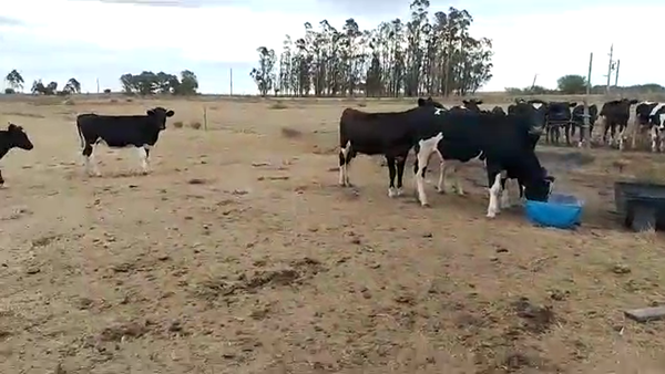 Lote 8 Vaquillonas  No en 25 de Mayo