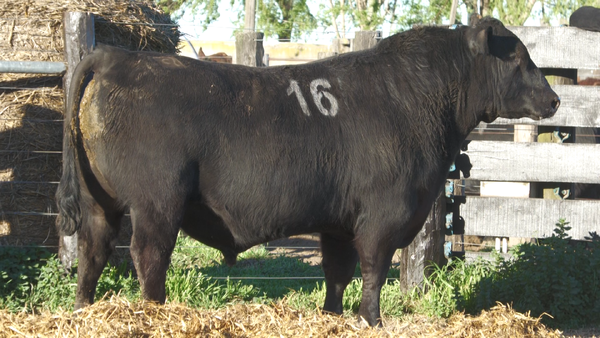 16 40018N* — TOROS ANGUS PURO CONTROLADO