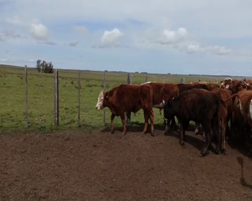 Lote Novillos
