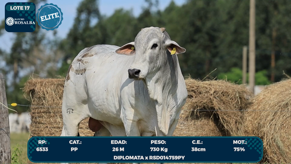 Lote LOTE 17-ELITE