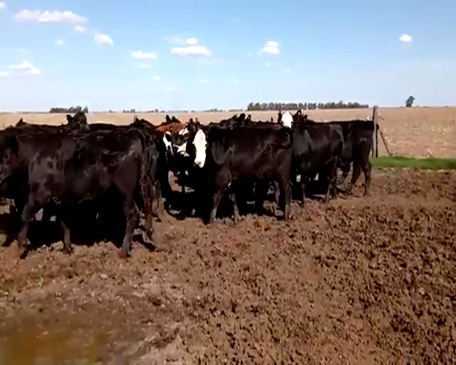 Lote (Vendido)30 Novillos, Córdoba