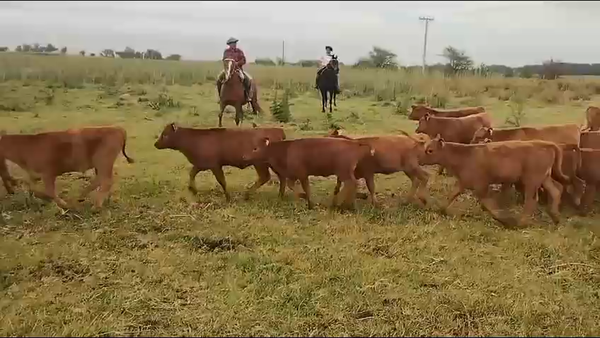 Lote 45 Terneros Salazar