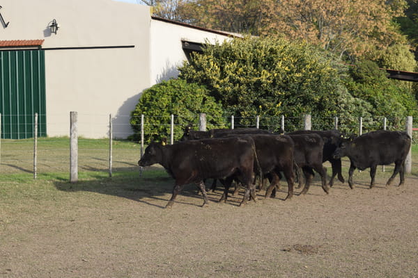 Lote CABAÑA “COEMBOTÁ” de Calderón Vientres Generales Negras Preñadas