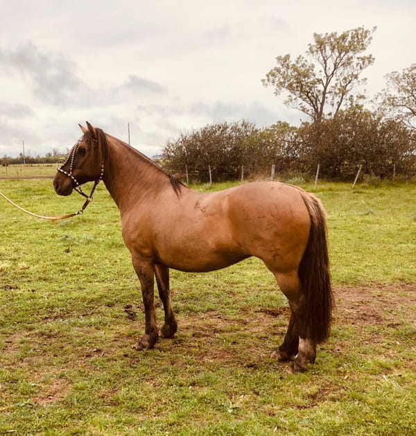 Lote PACÍFICA LEJANA