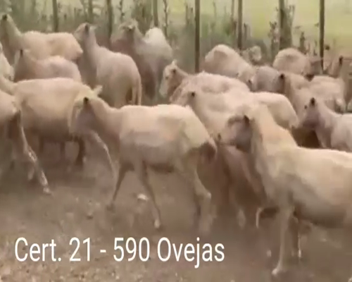 Lote 590 Corderos