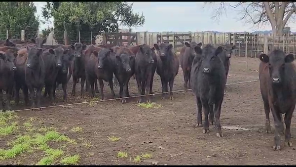 Lote 80 Vaquillonas en Tandil, Buenos Aires