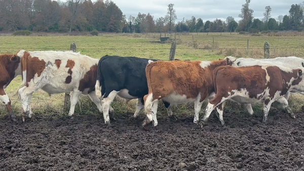 Lote 18 Novillo Engorda en Puyehue, X Región Los Lagos