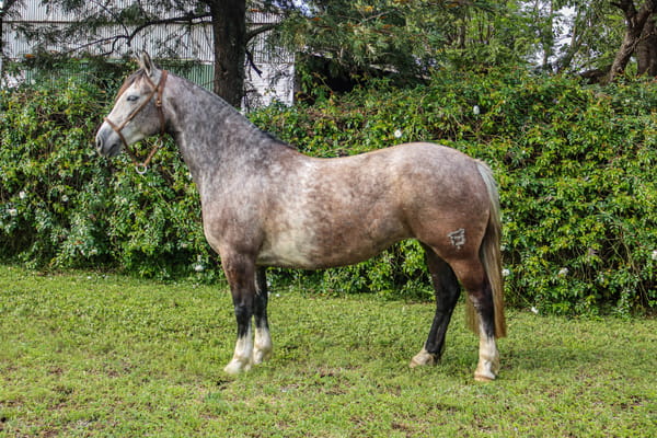 Lote RP 3181 - COÉ GARÚA