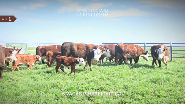 Lote VACAS HEREFORD