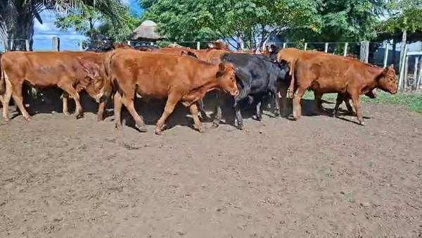 Lote NOVILLOS 1 A 2