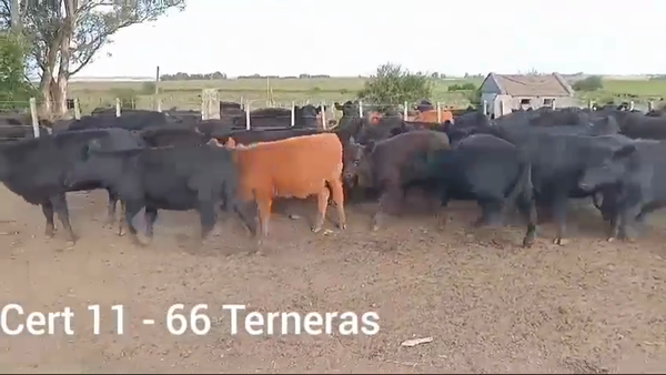 Lote TERNERAS