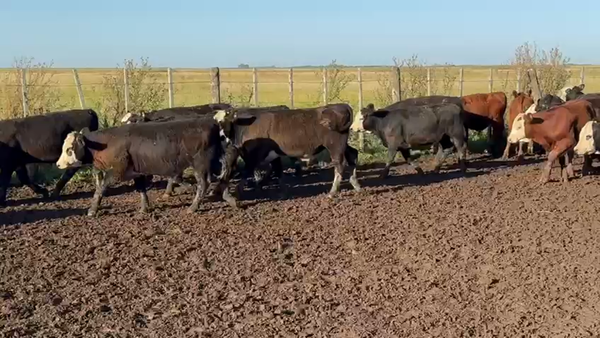 Lote 177 Terneros