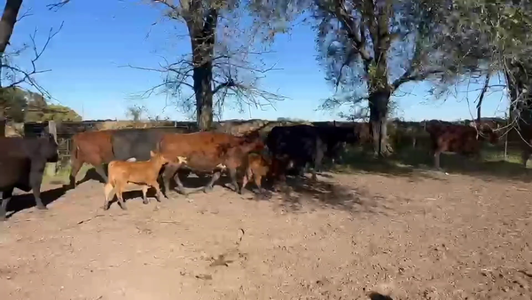 Lote 58 AL CTE NUEVAS Y USADAS
