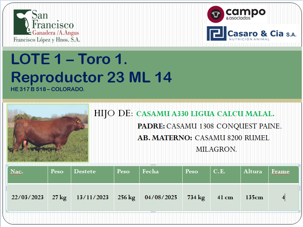 Lote TOROS ANGUS PC. San Francisco