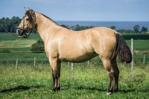 Lote CONSTANCIA MANDINGA 1166