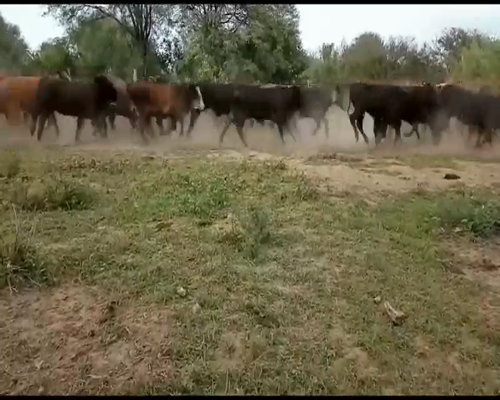 Lote 140 Vaquillonas P/ entorar en Las Lomitas, Formosa