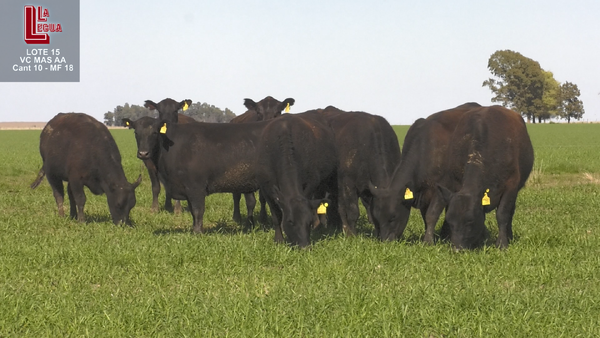 Lote VACAS  ANGUS NEGRO  PC  C/ GTIA DE PREÑEZ PARICIÓN PRIMAVERA