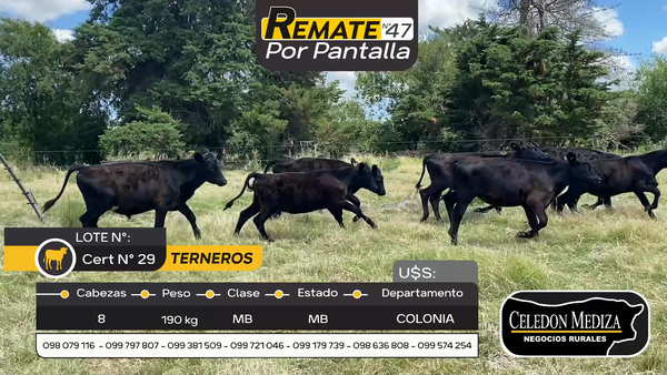 Lote 8 Terneros y Terneras en Estanzuela, Colonia