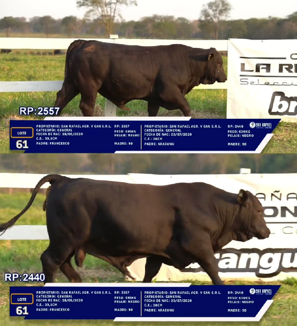 Lote LOTE 61 - DUO