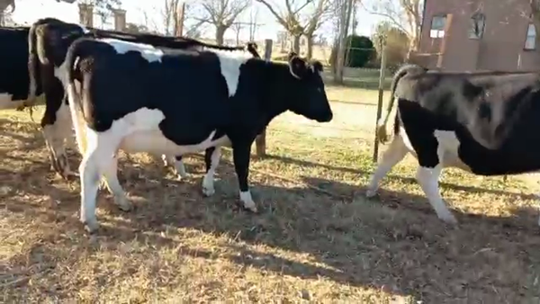 Lote Elvira Julia - Vaquillonas Preñadas