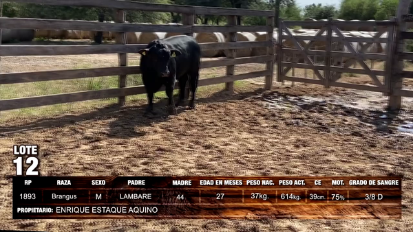 Lote Brangus