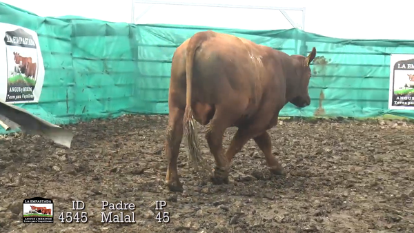 Lote 3 Toros, Durazno