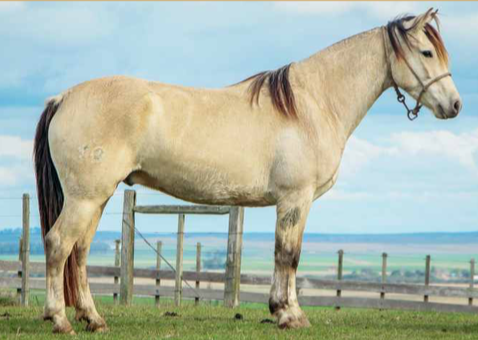 Lote CAMINADOR DE LA NATIVA