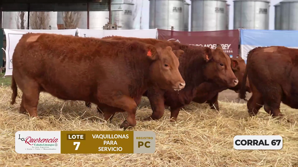 Lote VAQUILLONAS PC PARA SERVICIO