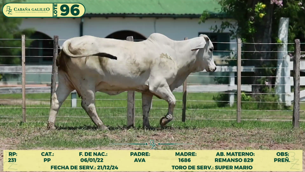 Lote LOTE 96