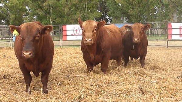 Lote TOROS ANGUS COLORADOS PC