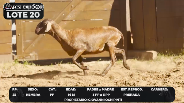 Lote LOTE 20 - CAMPO