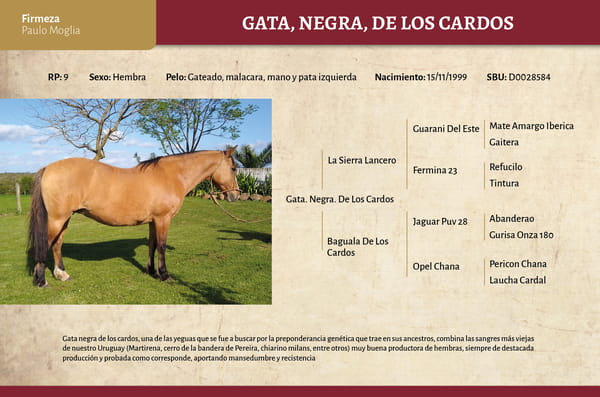 Lote Gata Negra (RP 09) - Cabaña Firmeza