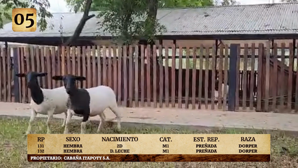 Lote LOTE 5
