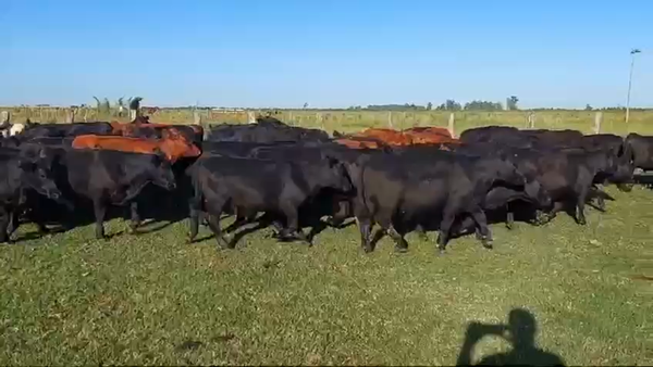 Lote 71 Terneros/as en Entre Ríos, Concordia