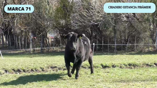 Lote 1 Toro en Río Ibáñez, XI Región Aysén