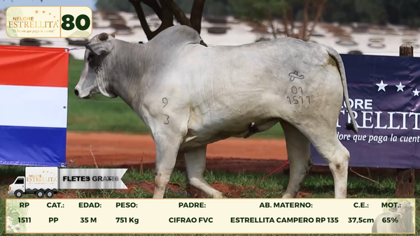 Lote LOTE 80